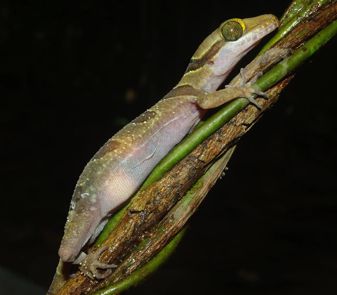 Phnom Kulen Bent-toed Gecko (Cyrtodactylus kulenensis), Phnom Kulen National Park, Siem Reap Province, Cambodia